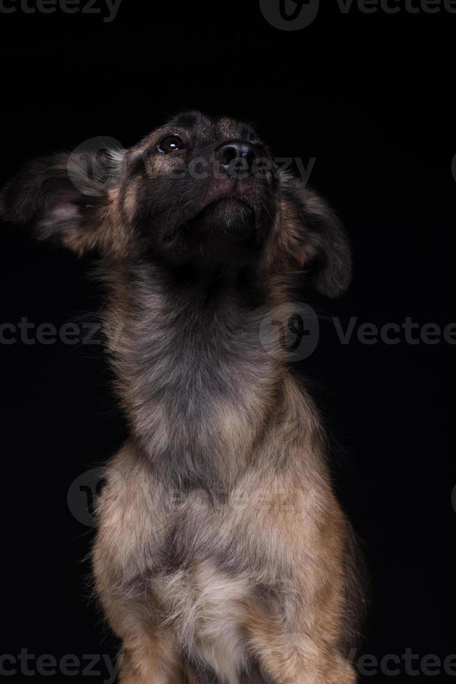 un cane bastardo su sfondo nero. girato in studio foto