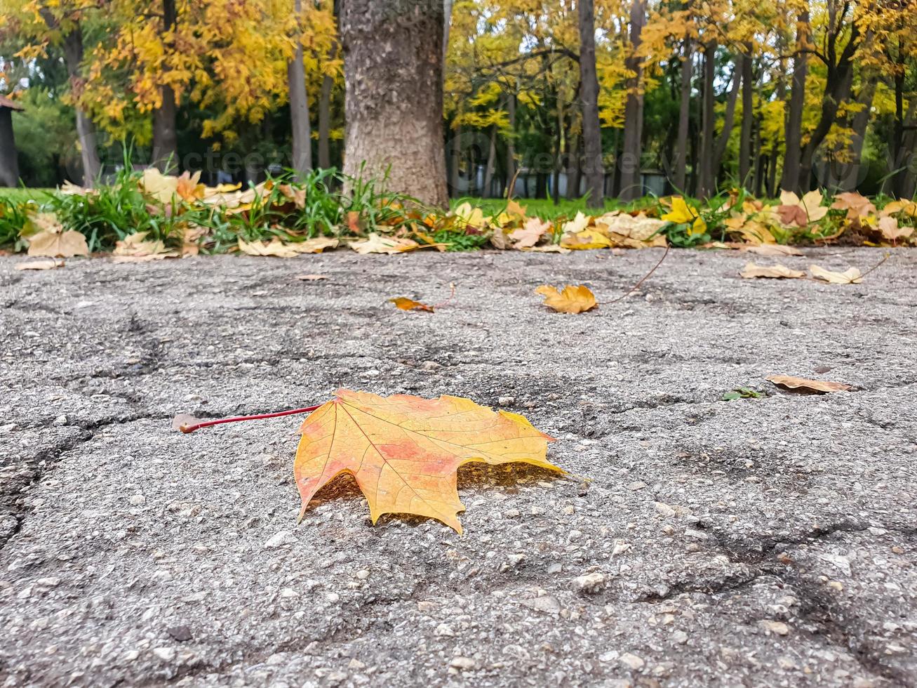 singola foglia autunnale di acero giallo su vicolo di asfalto incrinato nel parco. foto