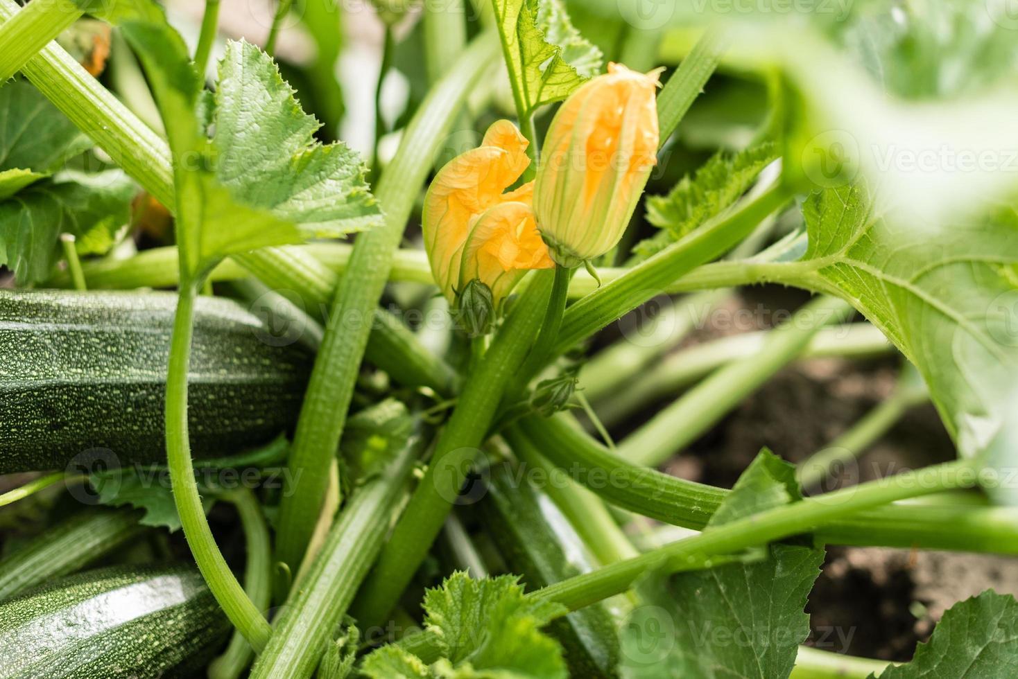 zucchine fresche biologiche che crescono in giardino foto