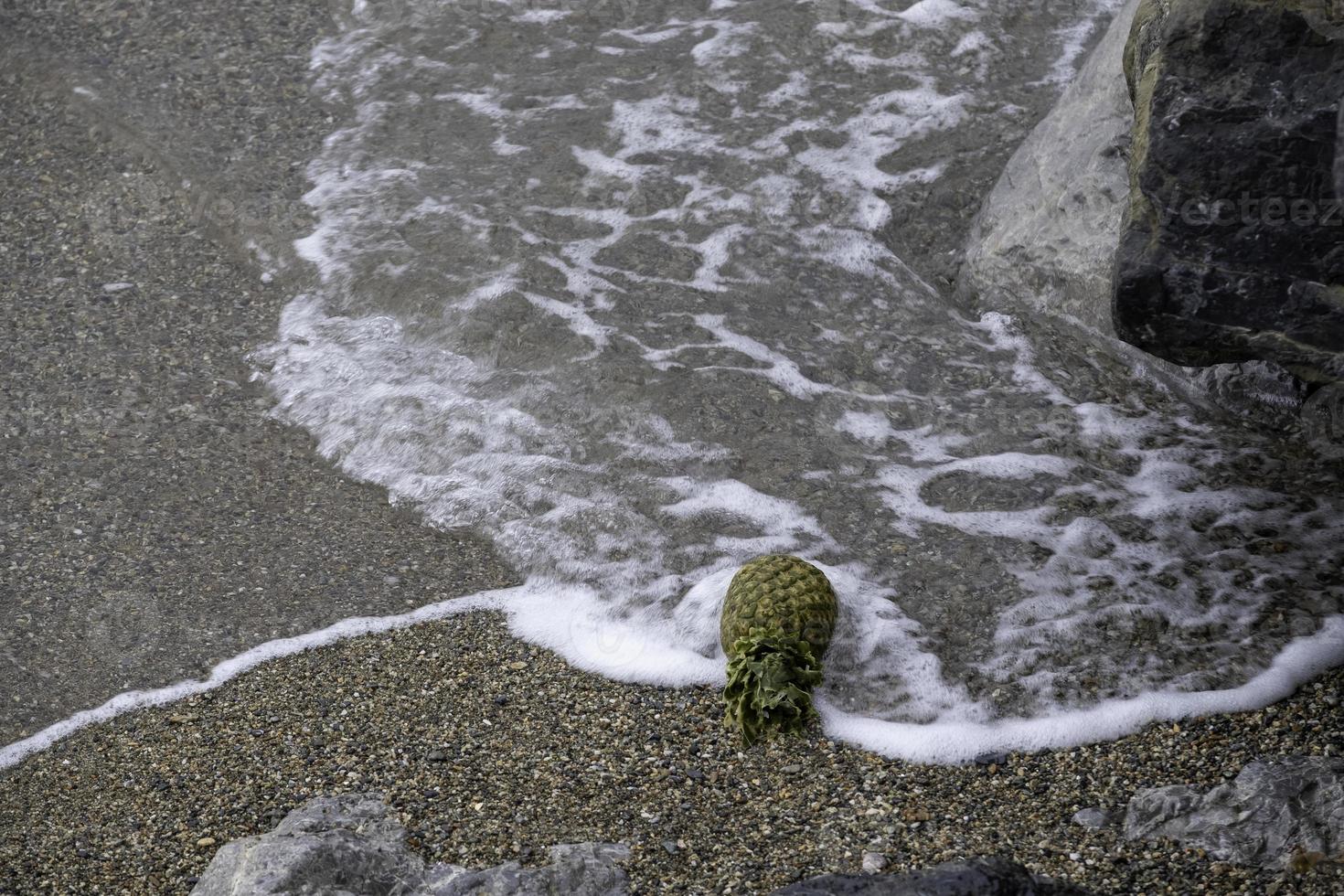 il frutto dell'ananas immerso nelle acque salate del mar ligure in italia foto