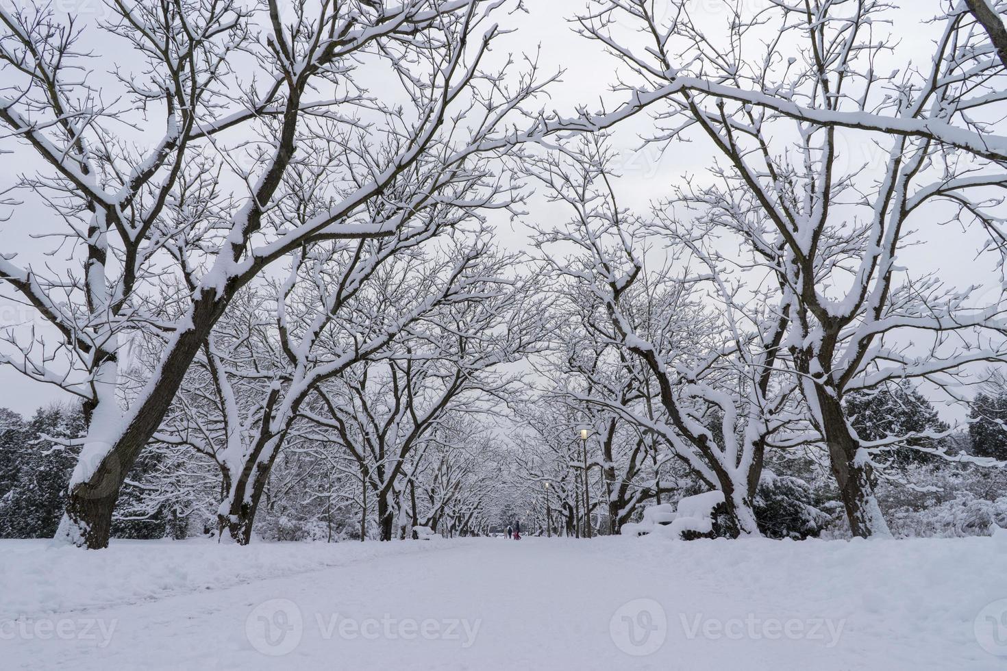 corone di alberi innevate nel giardino botanico invernale, minsk foto