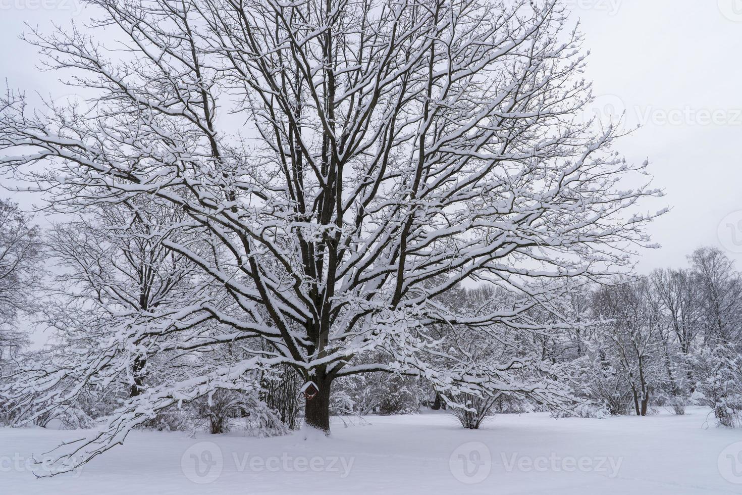 corone di alberi innevate nel giardino botanico invernale, minsk foto