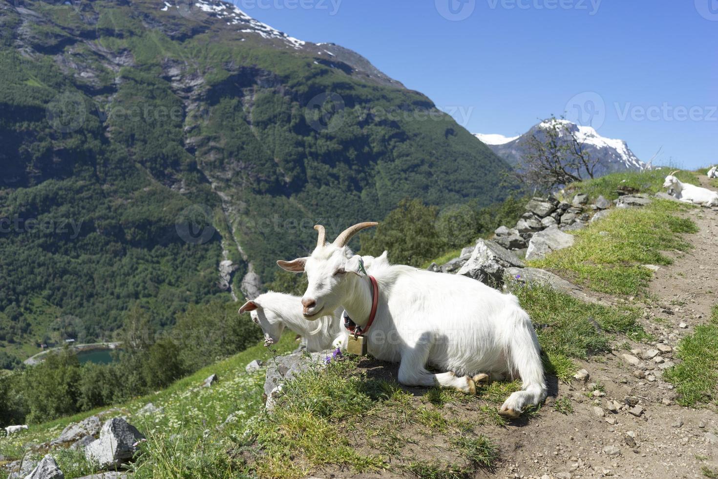 piccola fattoria nella regione di sunnmore della norvegia. foto