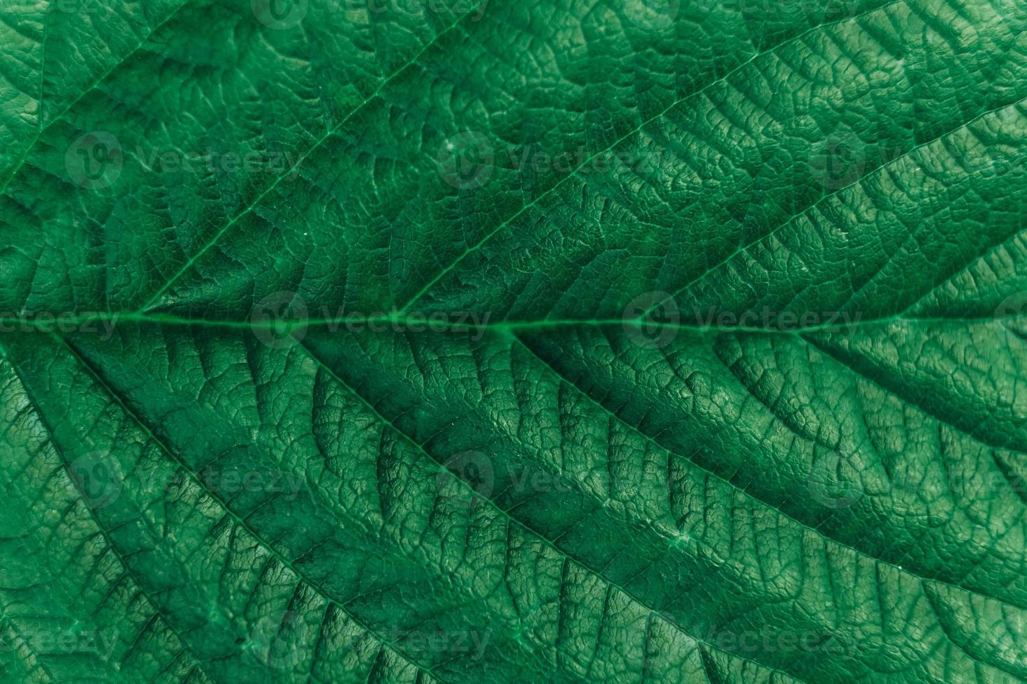struttura dell'immagine del primo piano della foglia verde. sfondo naturale, fibre fogliari foto
