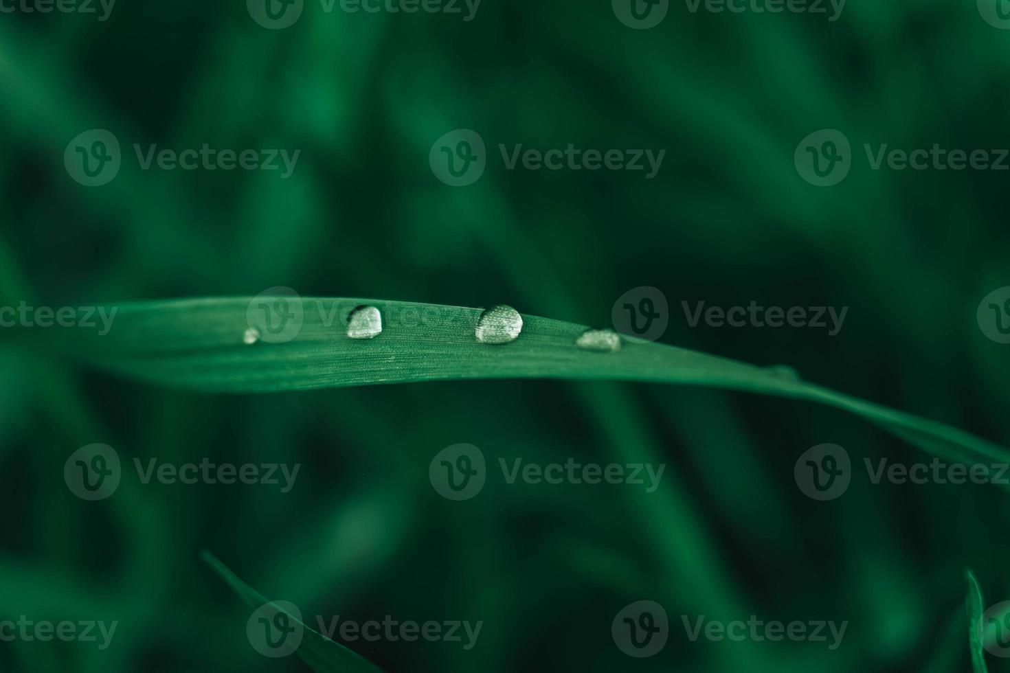 gocce di rugiada sull'immagine del primo piano dell'erba verde. erba fresca con gocce di rugiada. copia, spazio vuoto per il testo foto