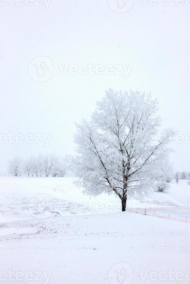 gelo invernale saskatchewan foto