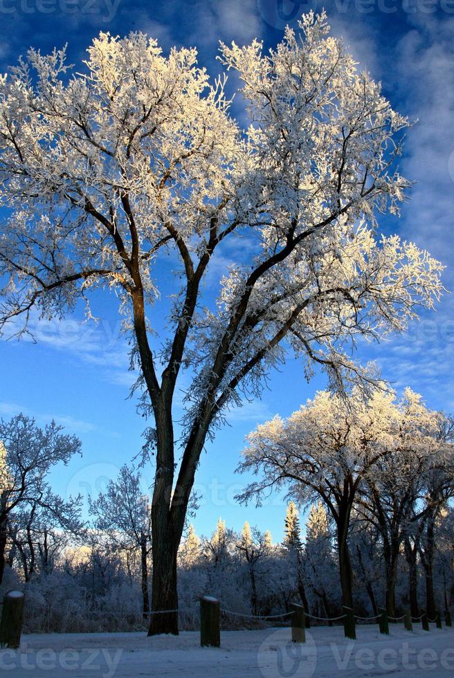 gelo invernale saskatchewan foto