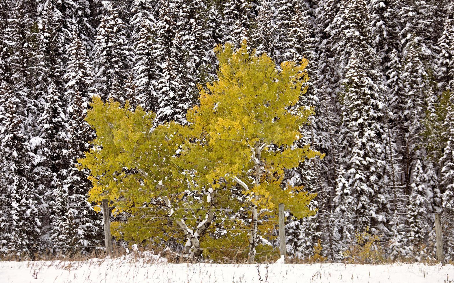 colori autunnali kananaskis foto