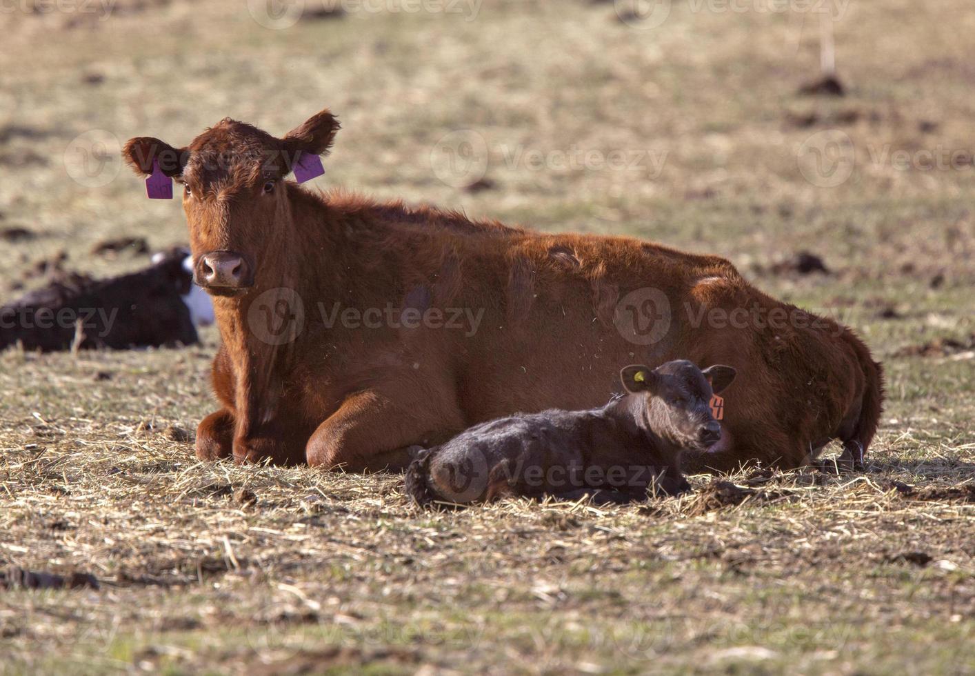 stagione del parto del bestiame foto