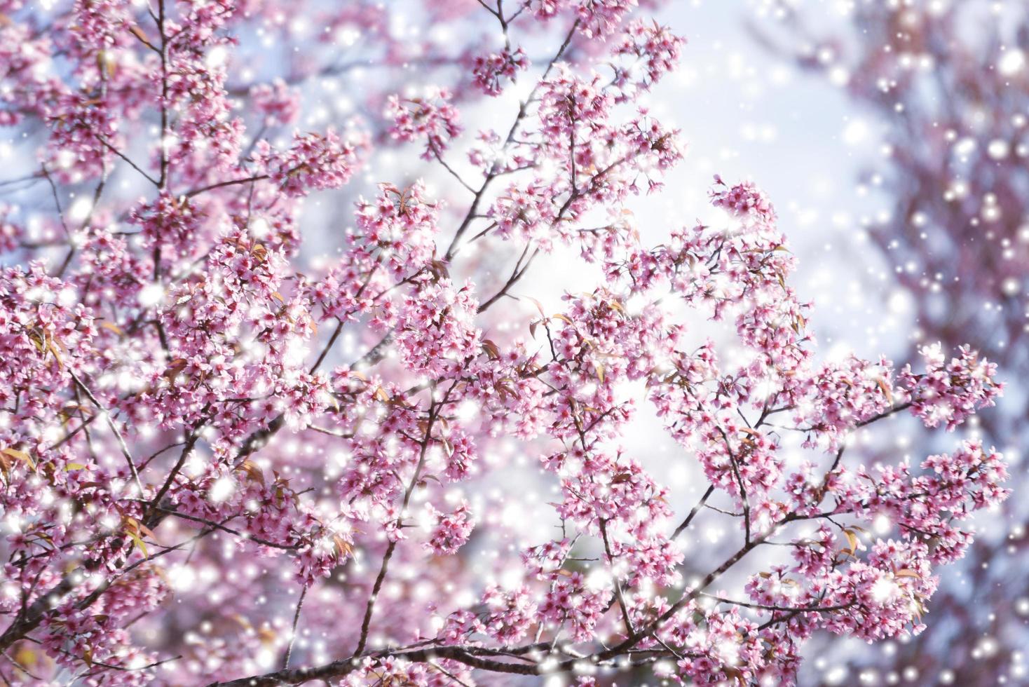 fiore di ciliegio himalayano selvatico, bellissimo fiore rosa sakura in inverno con paesaggio innevato foto