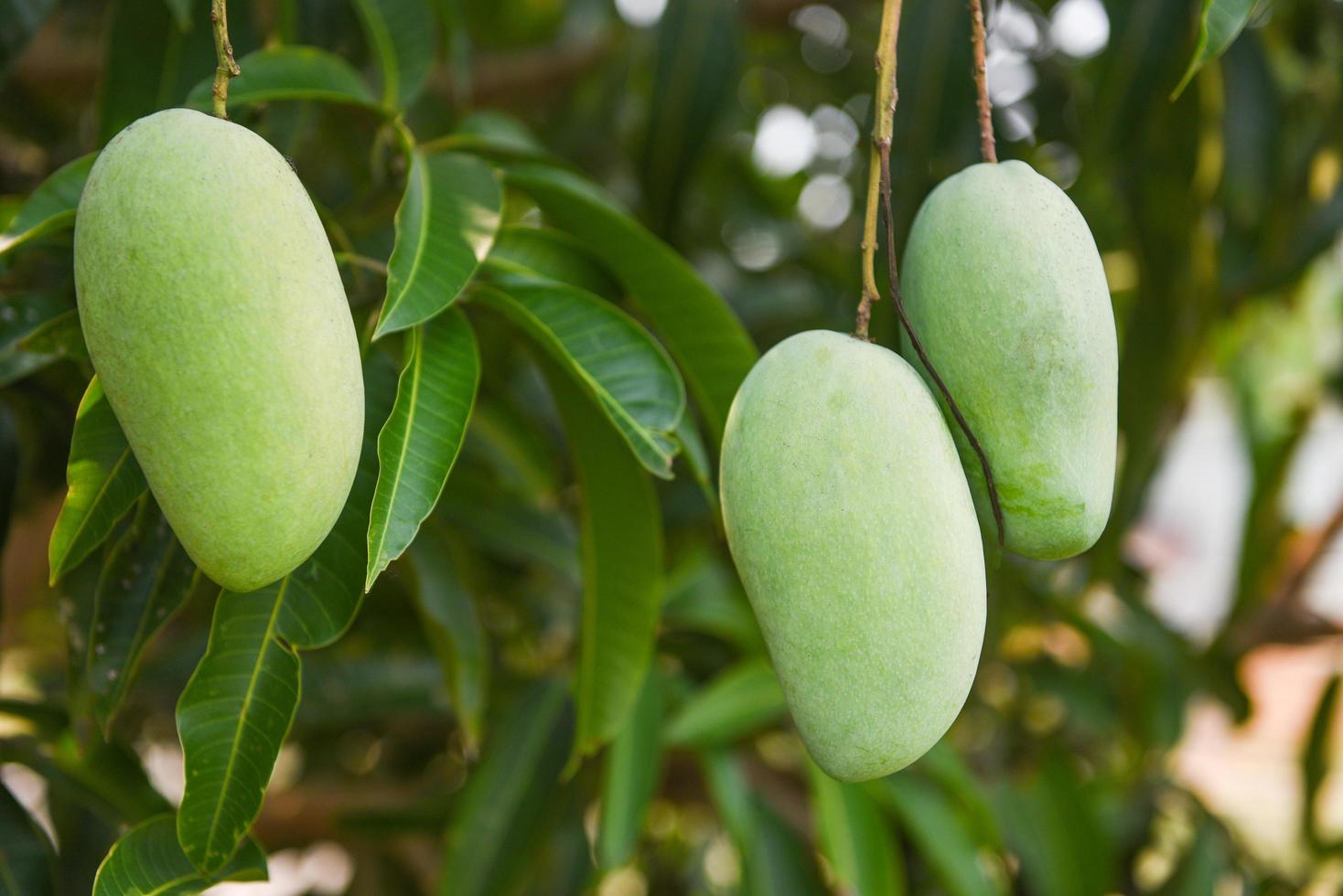 mango crudo appeso su albero con sfondo foglia in estate frutteto giardino di frutta - albero di mango verde foto