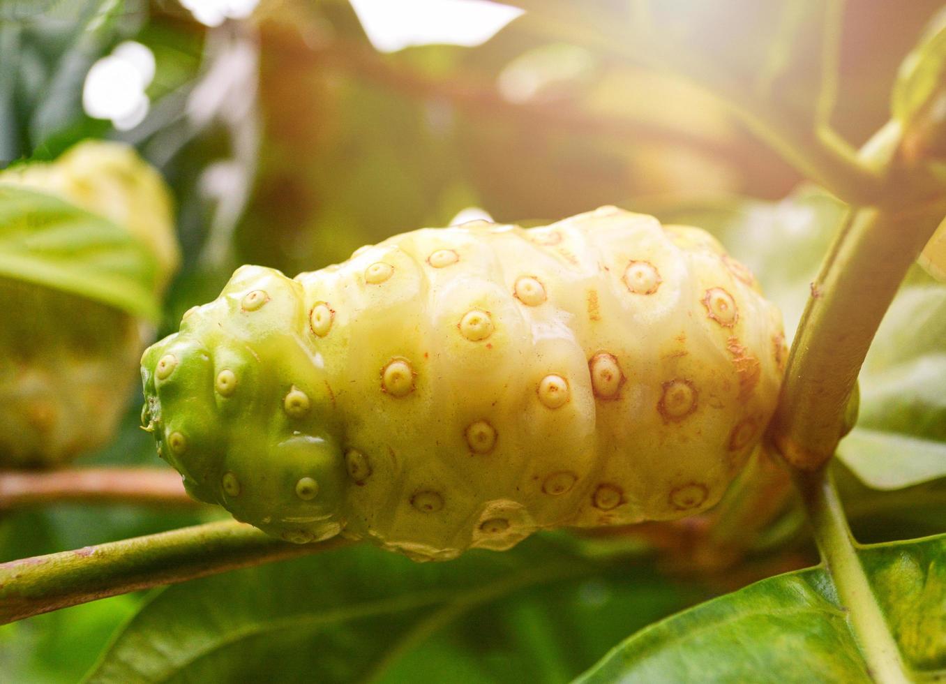 noni frutta erboristeria noni fresco sull'albero - altri nomi great morinda, gelso di spiaggia foto