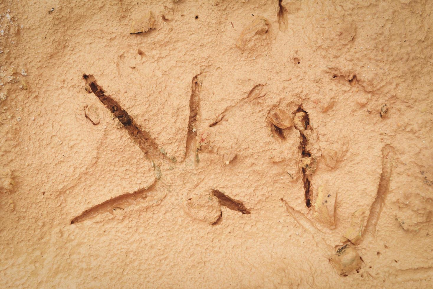 impronte di uccelli sul suolo - tracce di uccelli sul fango foto