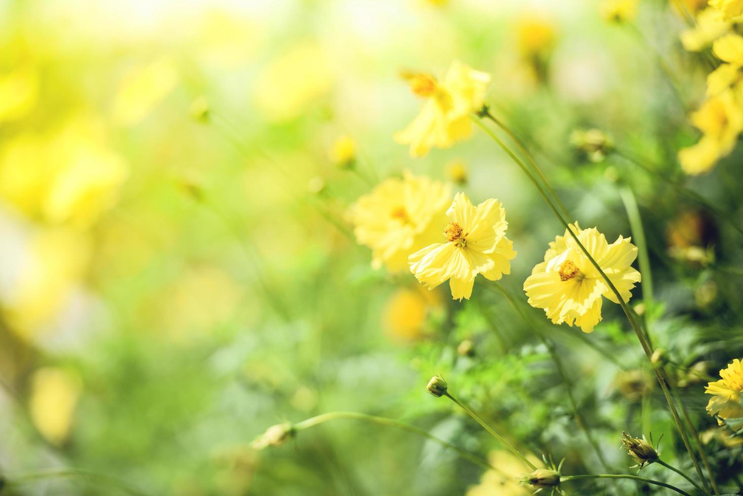 natura fiore giallo campo sfocatura sfondo pianta gialla calendula colori autunnali bella nel giardino foto