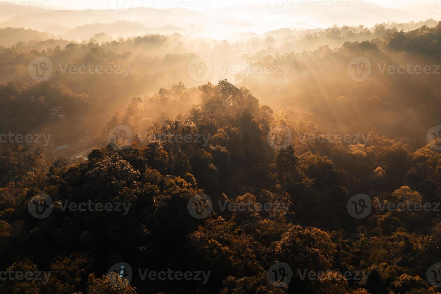 nebbia mattutina dorata nella foresta foto