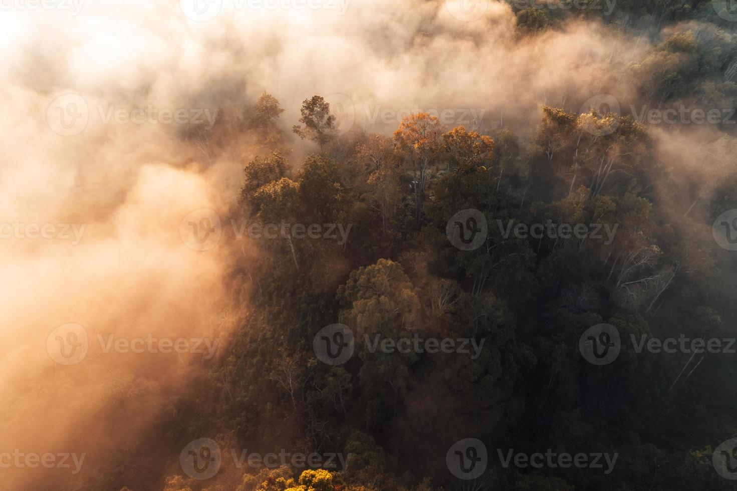 nebbia mattutina dorata nella foresta foto