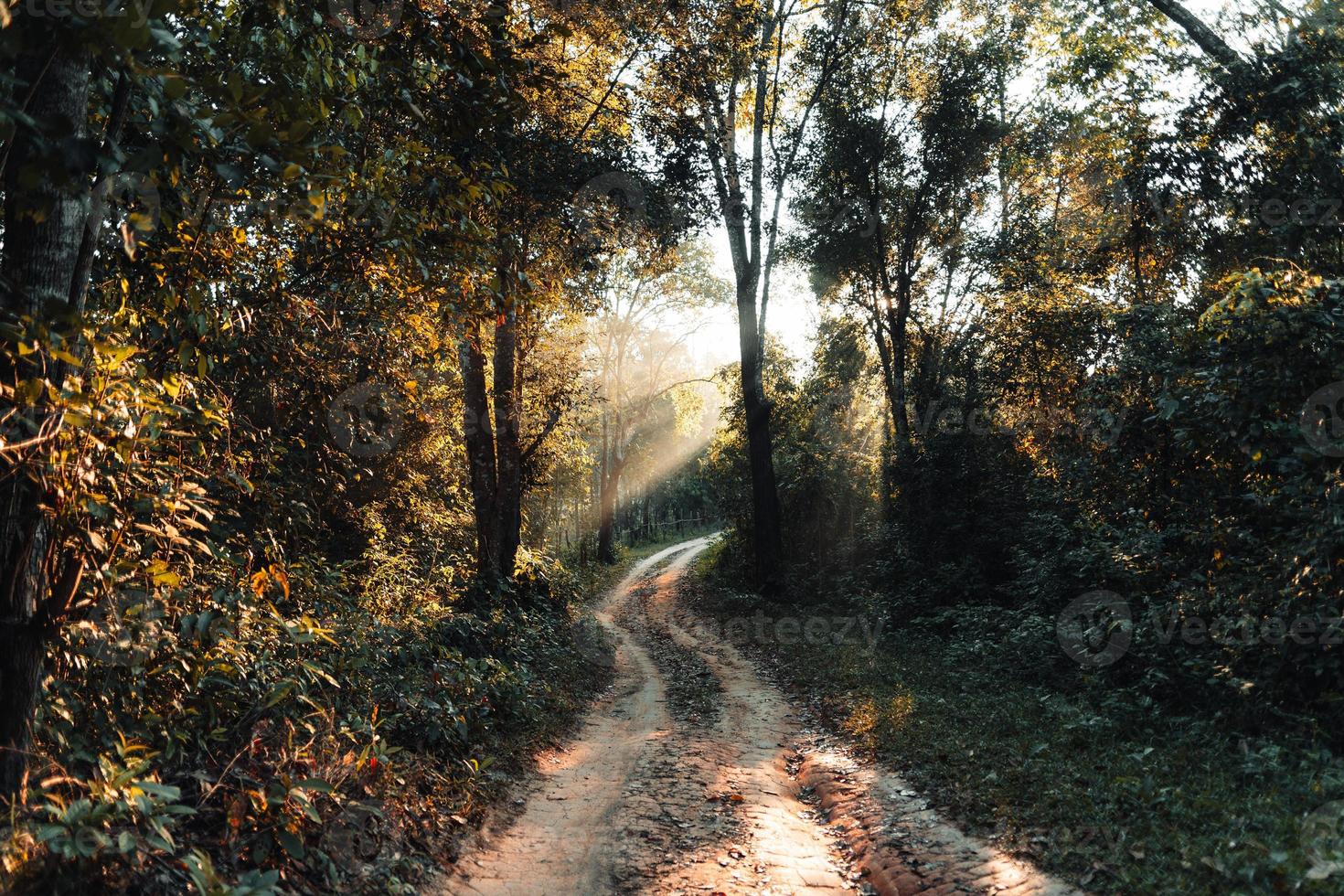 nebbia mattutina dorata nella foresta foto