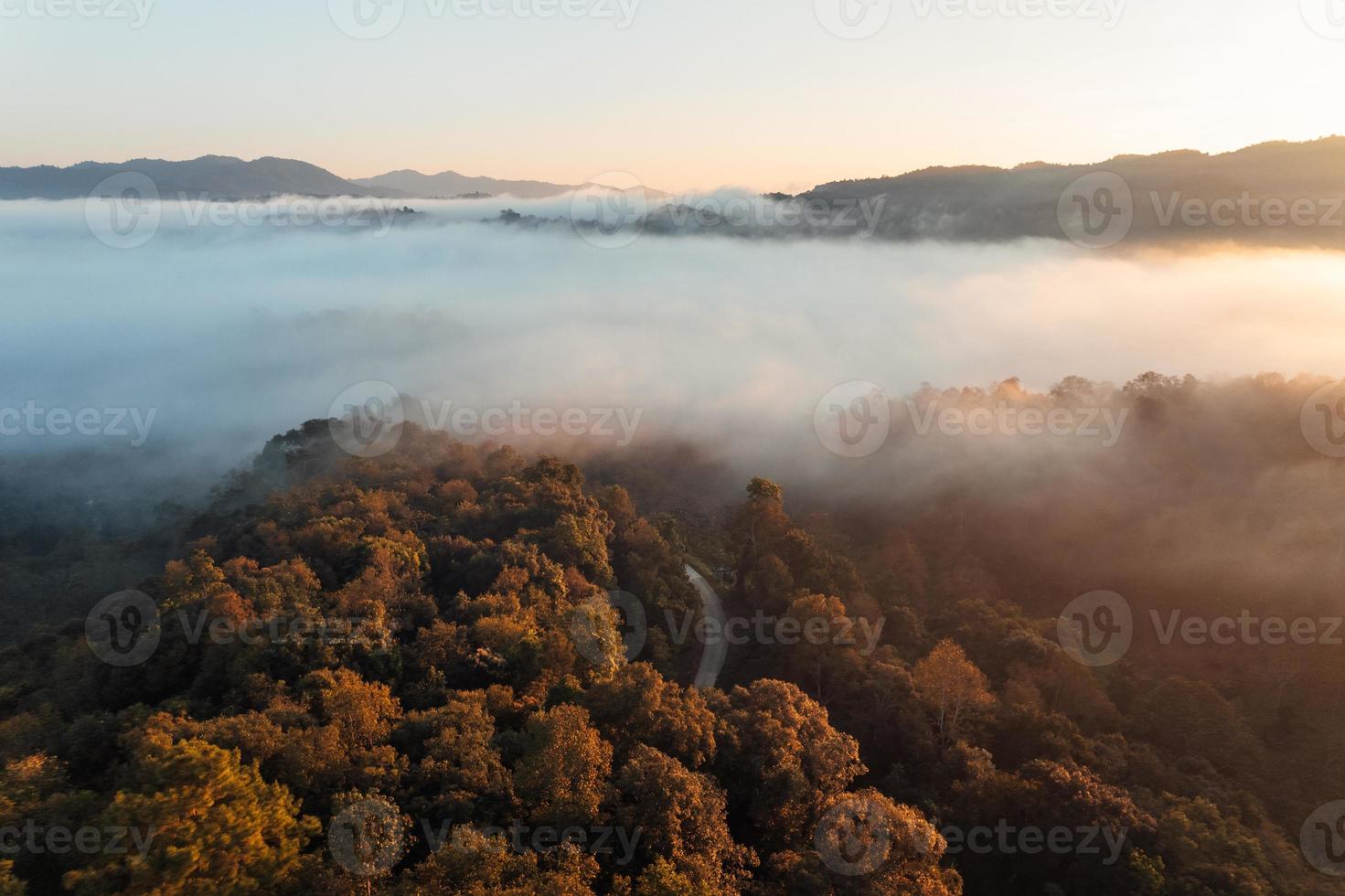 nebbia mattutina dorata nella foresta foto