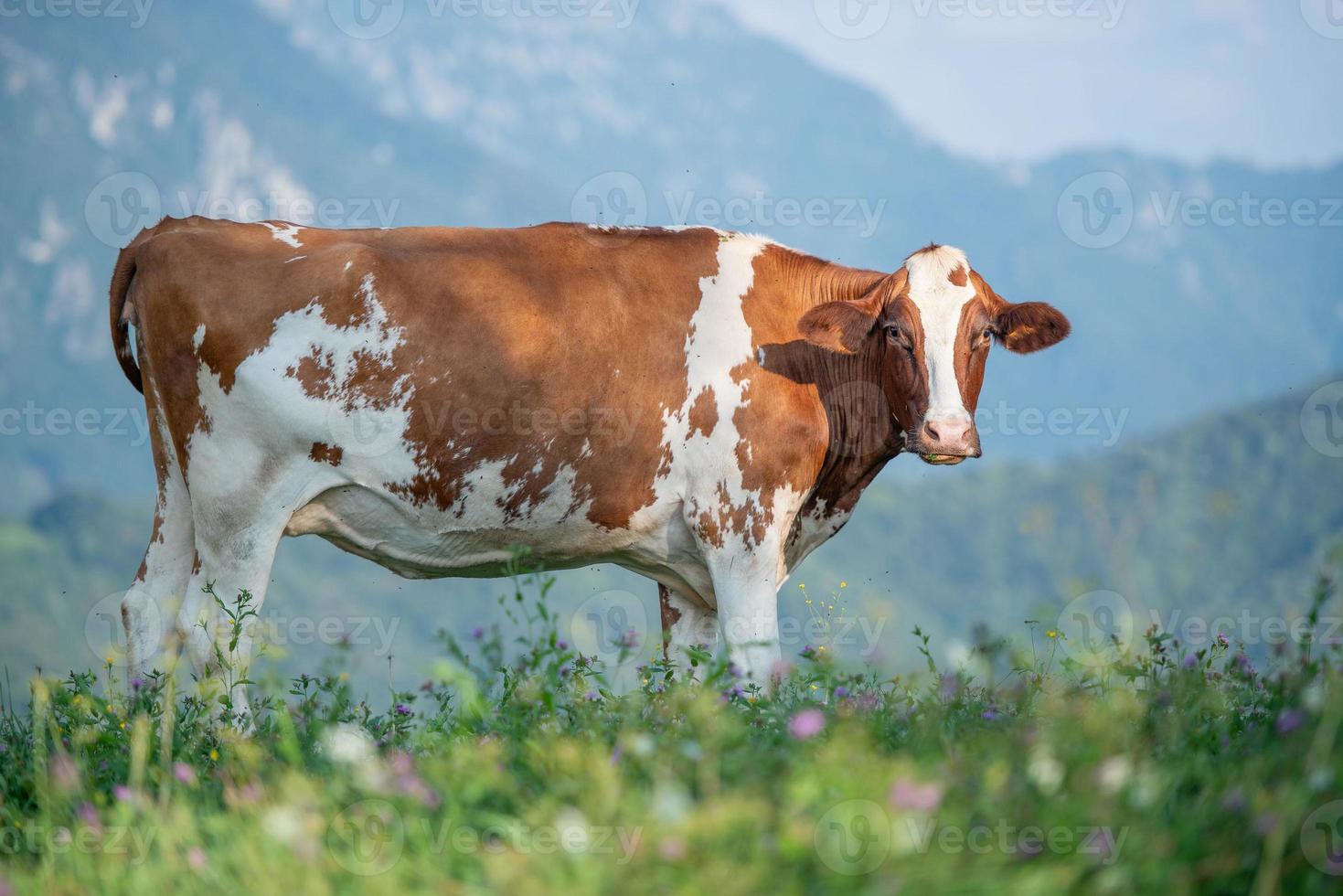 mucca mentre pascola foto