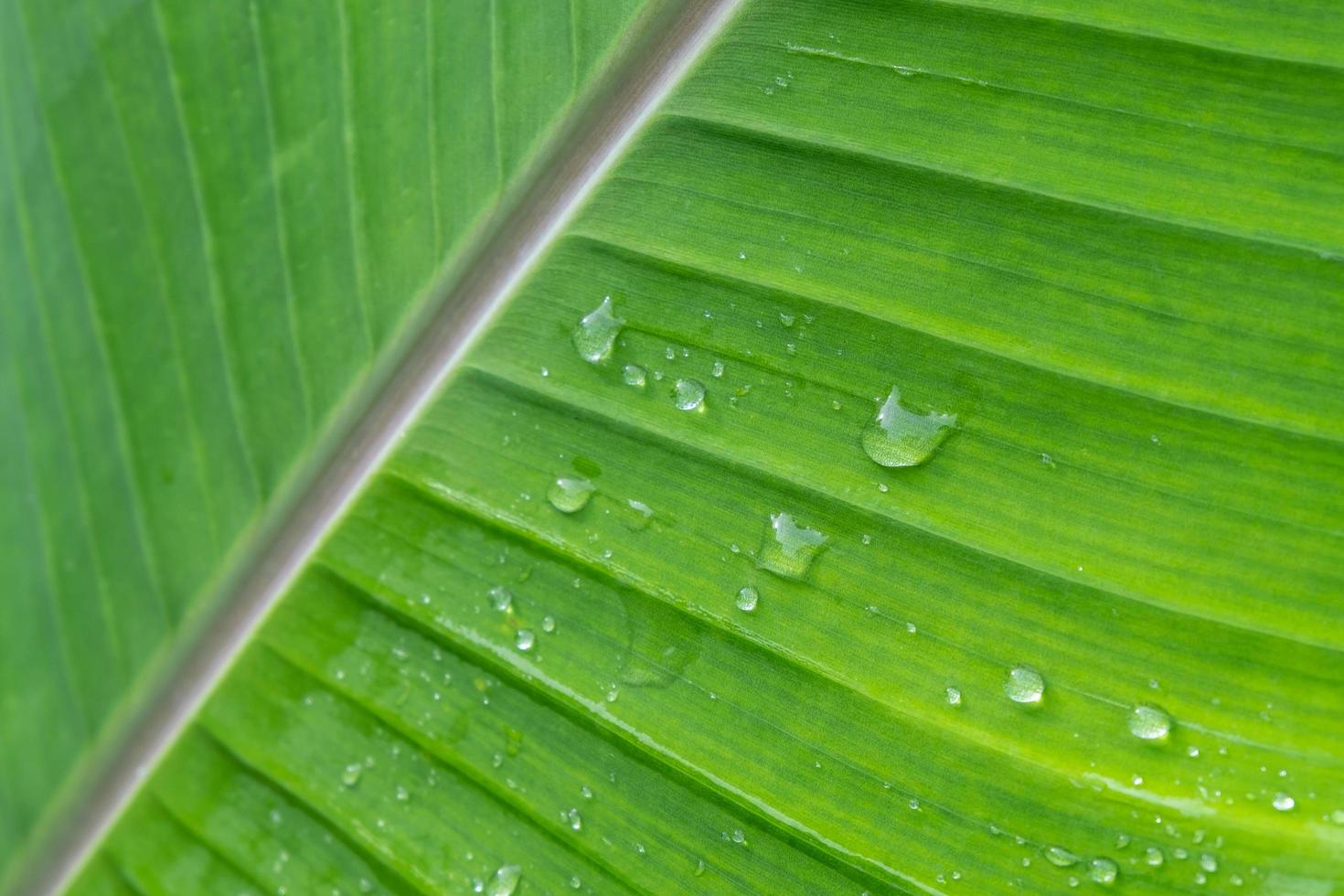 sfondo goccia di pioggia su foglie di banana foto