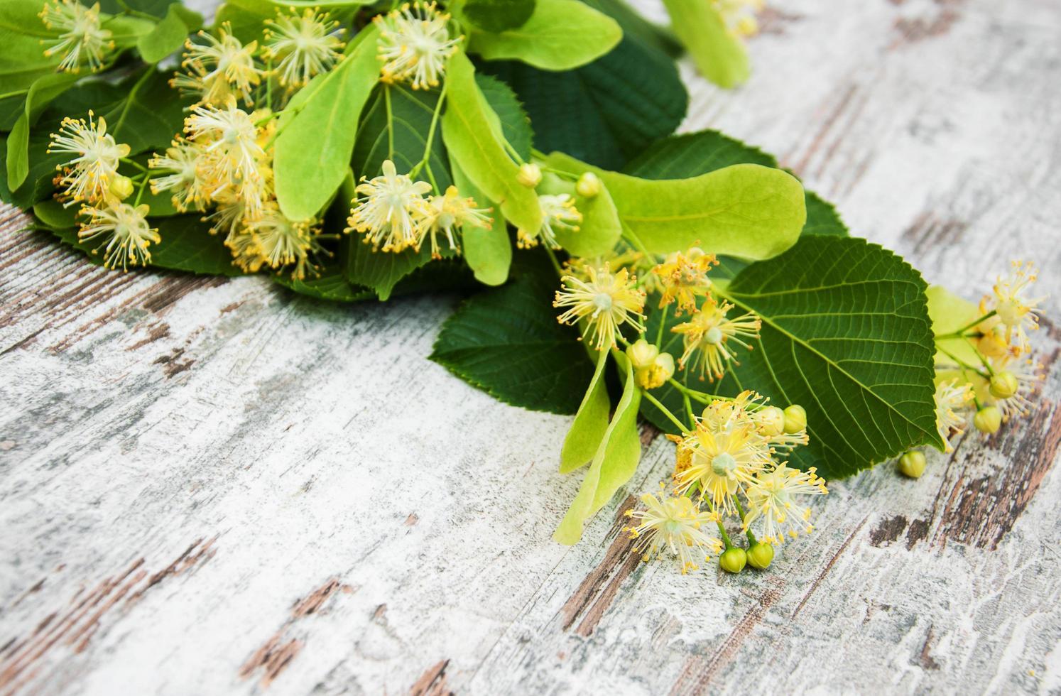 fiori di tiglio sul tavolo foto