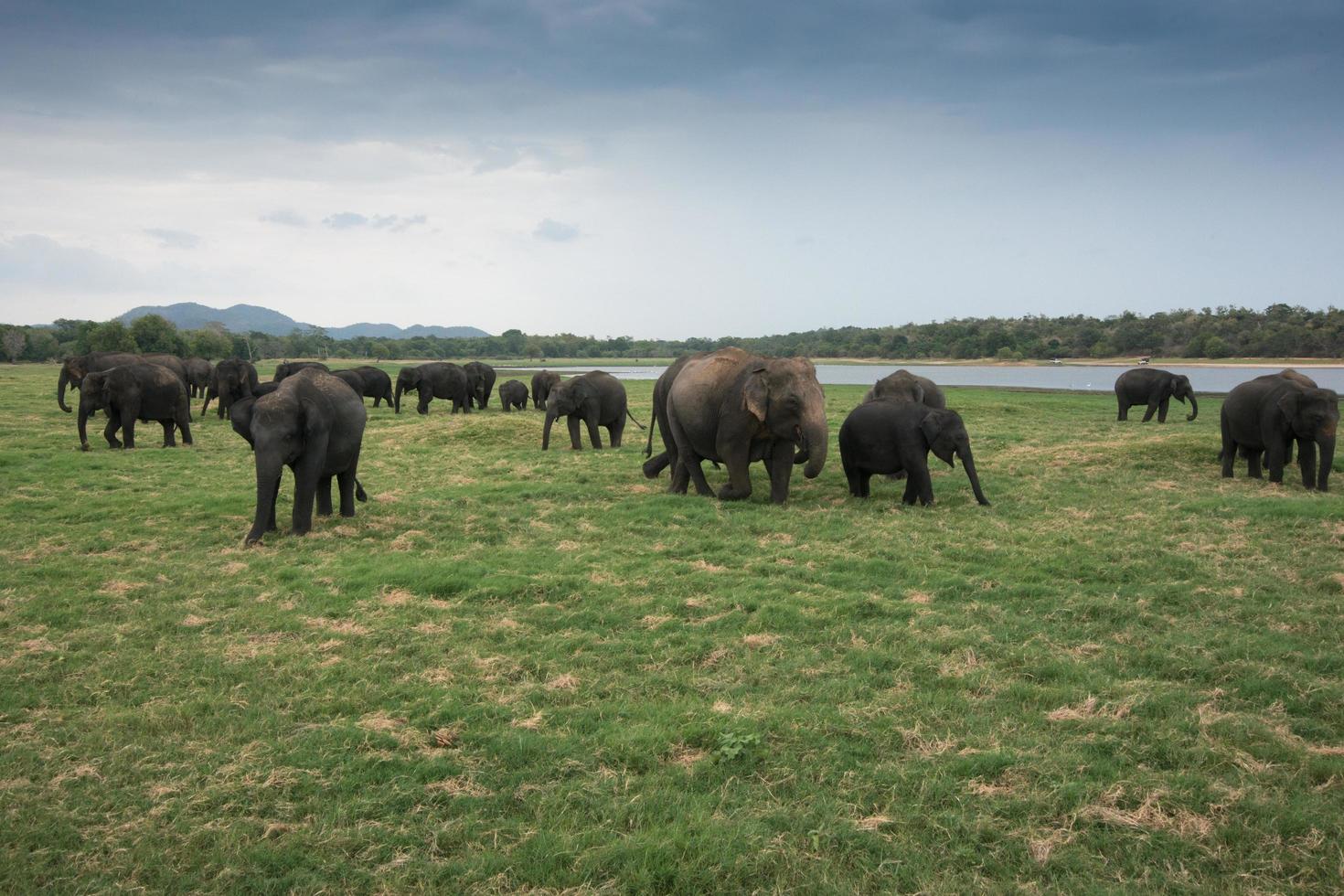 bellissimo gruppo di elefanti asiatici al parco nazionale di minneriya in sri lanka foto