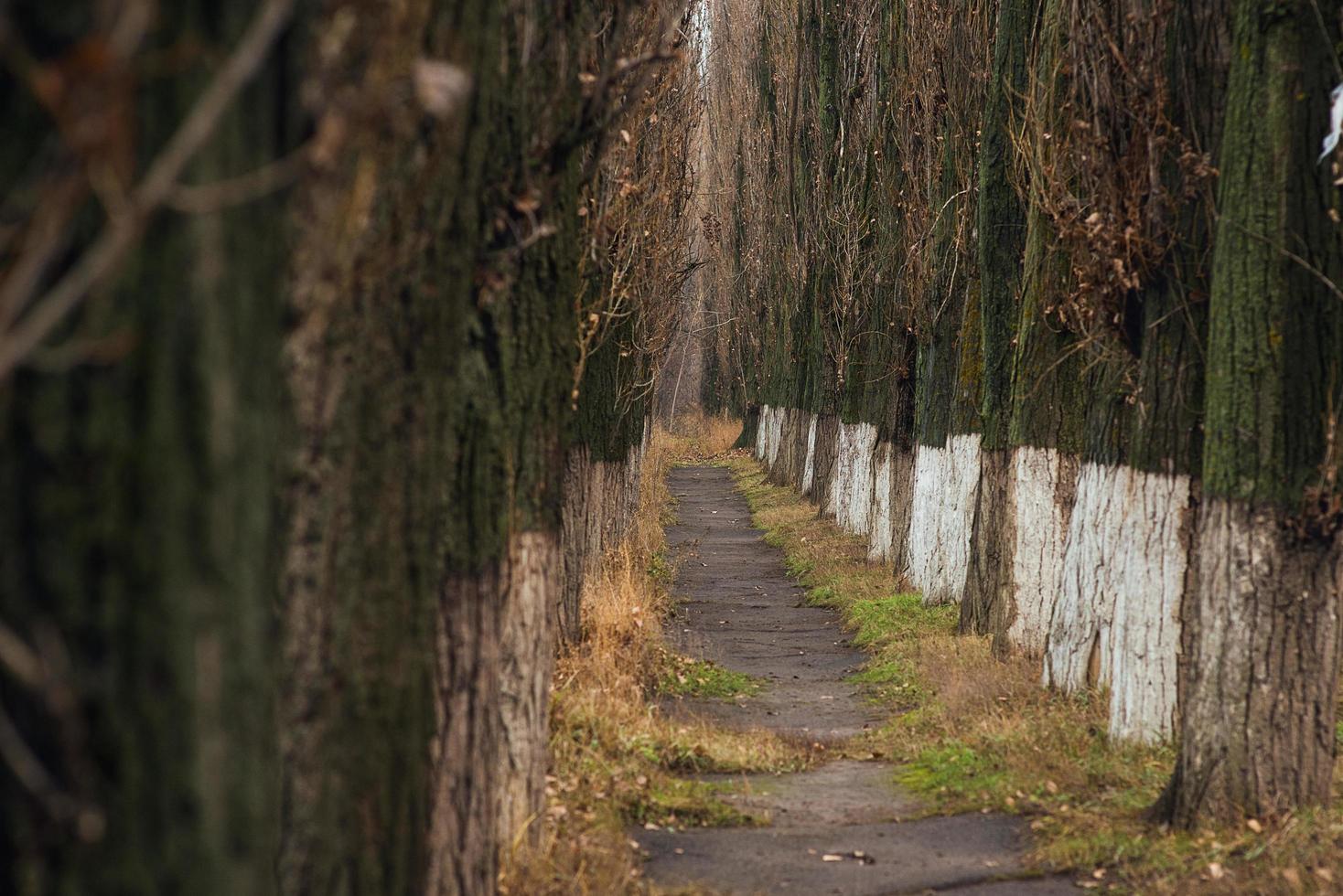 vicolo mistico, misterioso, stretto tra alberi ad alto fusto foto