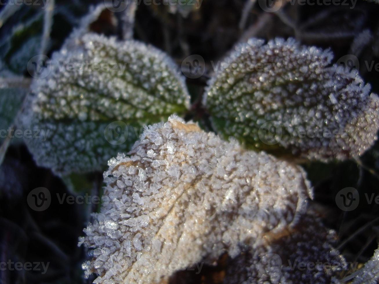 dettagli di piante congelate nel ghiaccio e nella neve foto