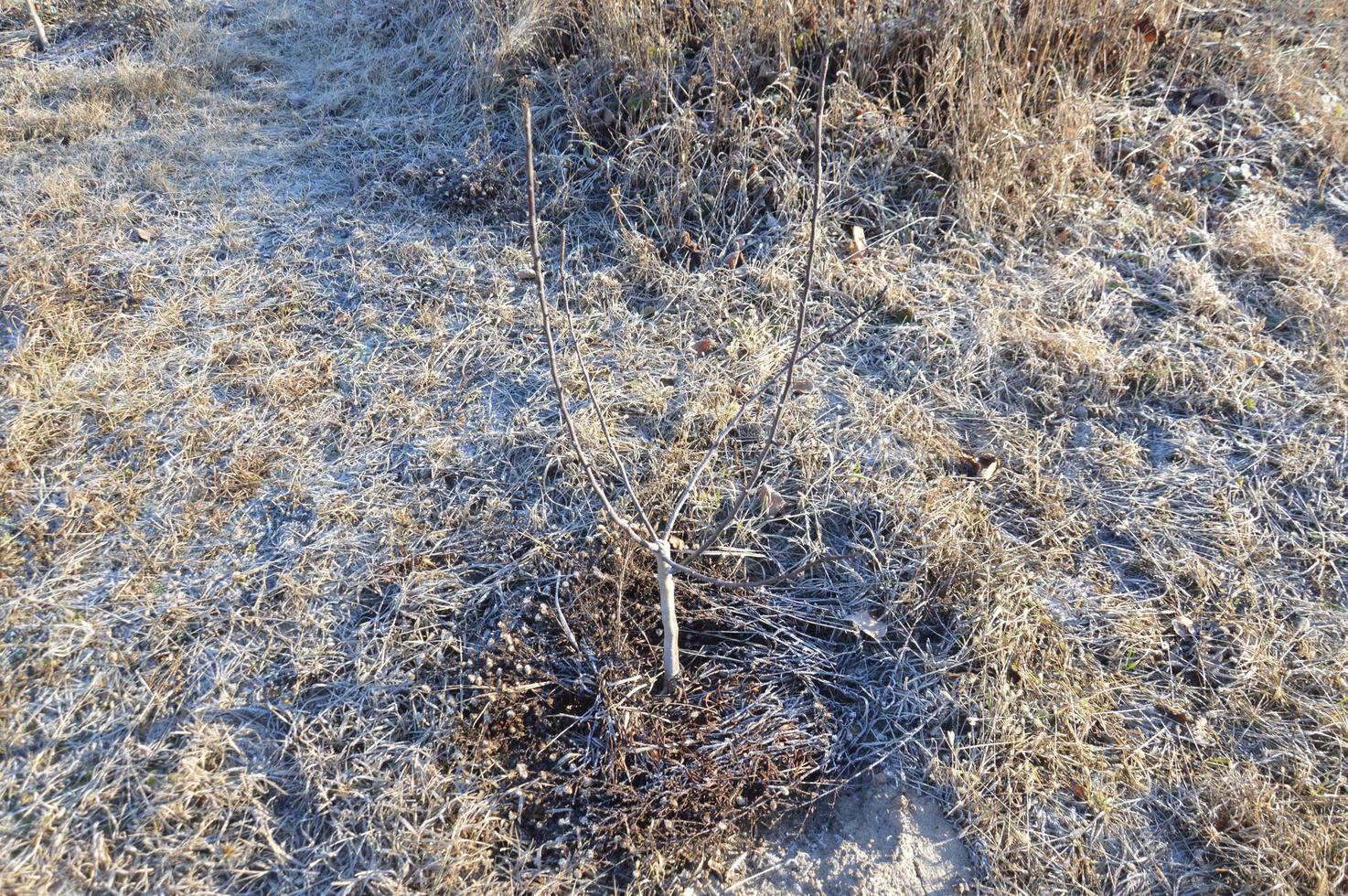 piantine di giovani alberi in inverno nella neve foto