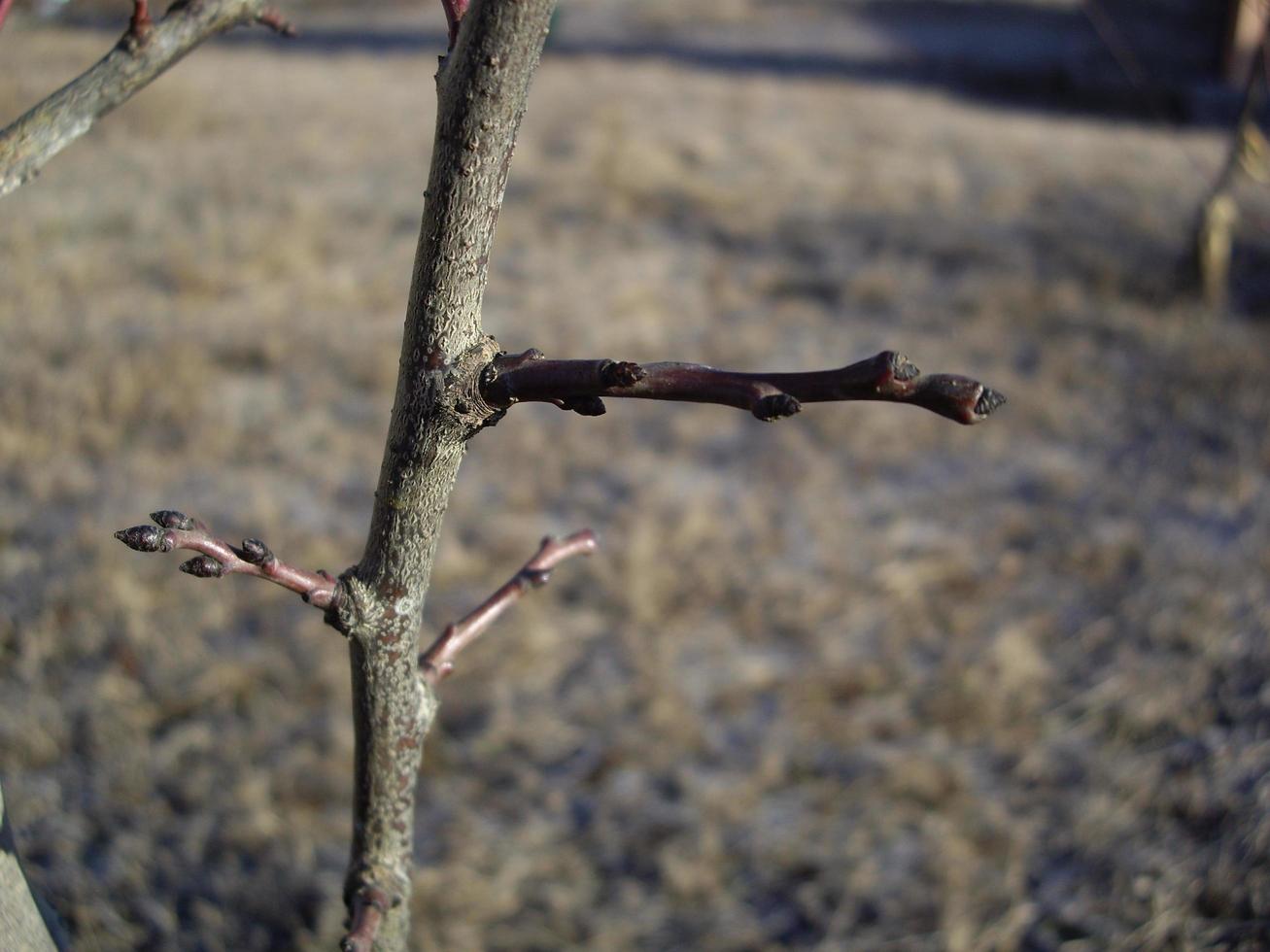 dettagli di rami e tronchi degli alberi foto