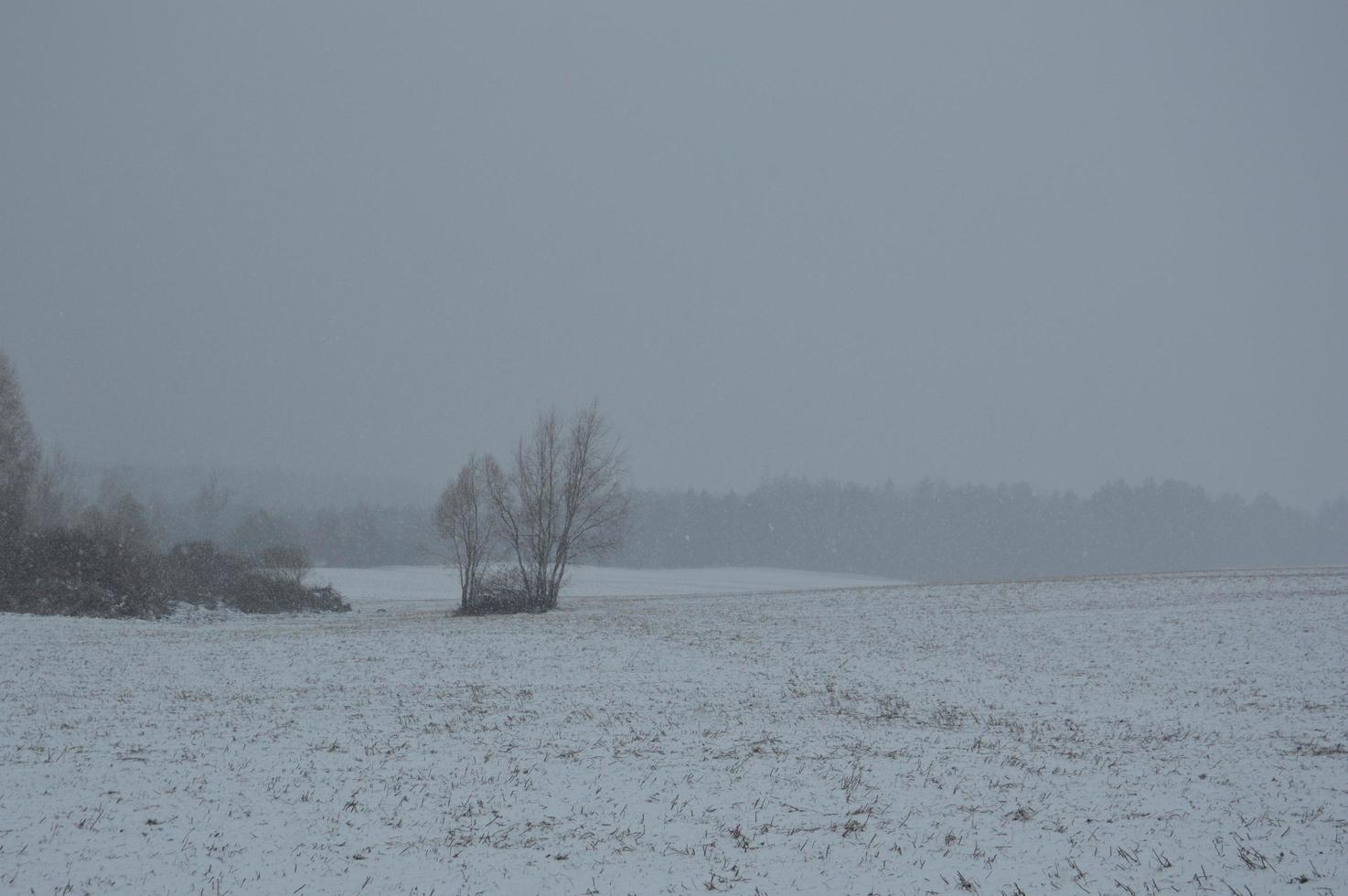 panorama di un campo agricolo coperto di neve in inverno foto