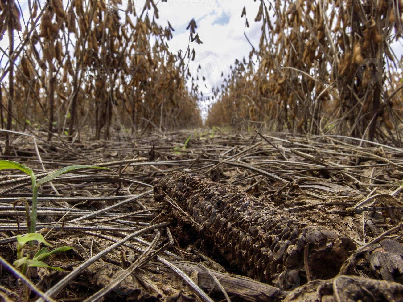 semina di soia in no-tillage in bucce di mais, in brasile foto