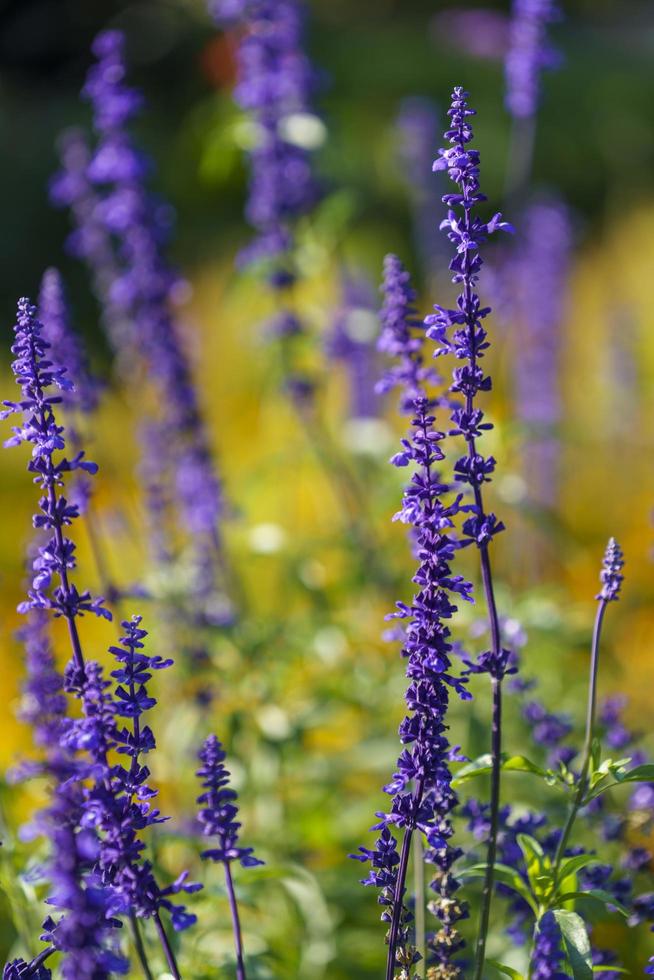 paesaggio naturale con bellissimi fiori viola foto