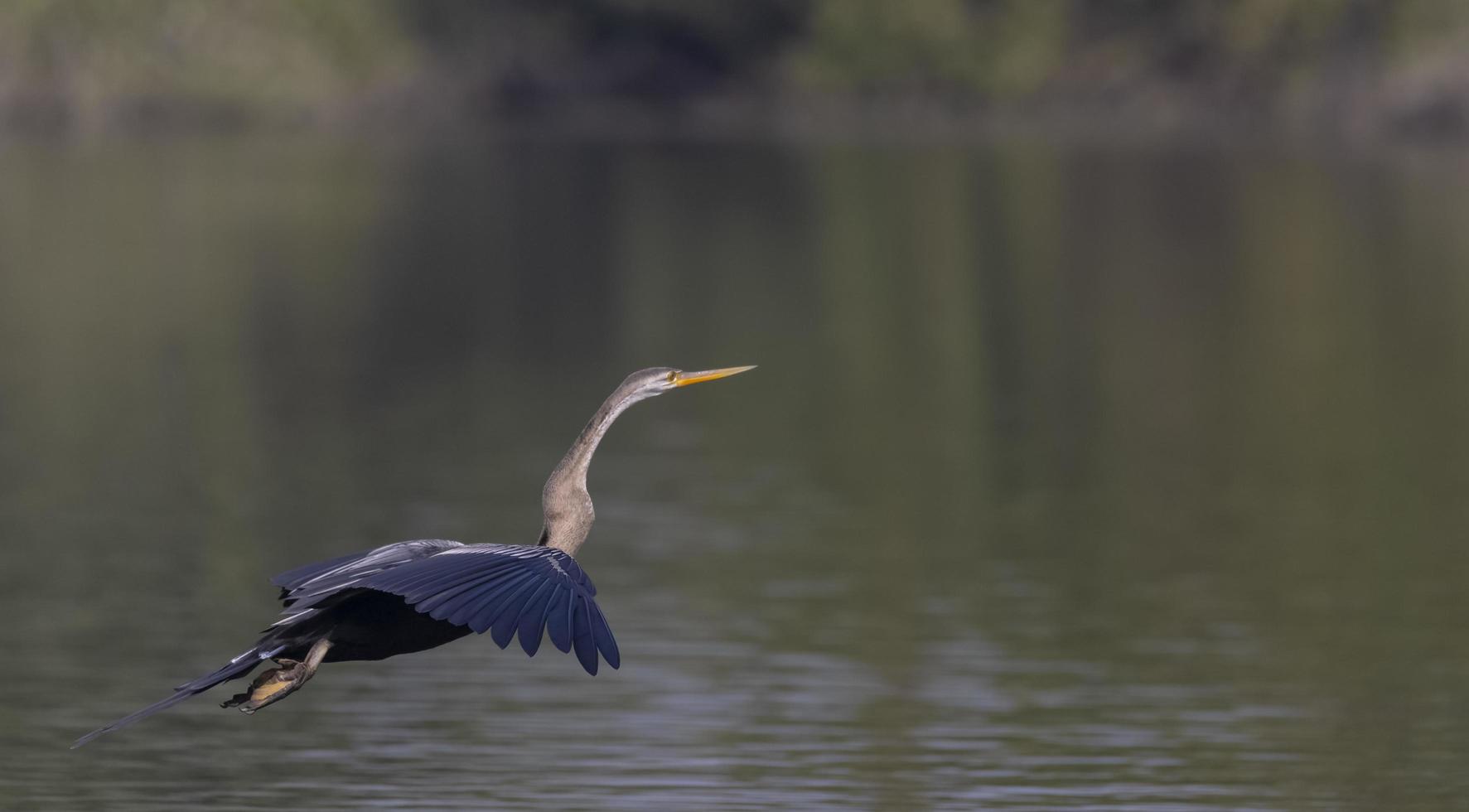 darter orientale o uccello serpente indiano che sorvola il corpo idrico. foto