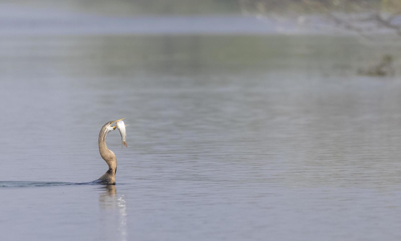 darter orientale o uccello serpente indiano che cattura pesci nel corpo idrico. foto