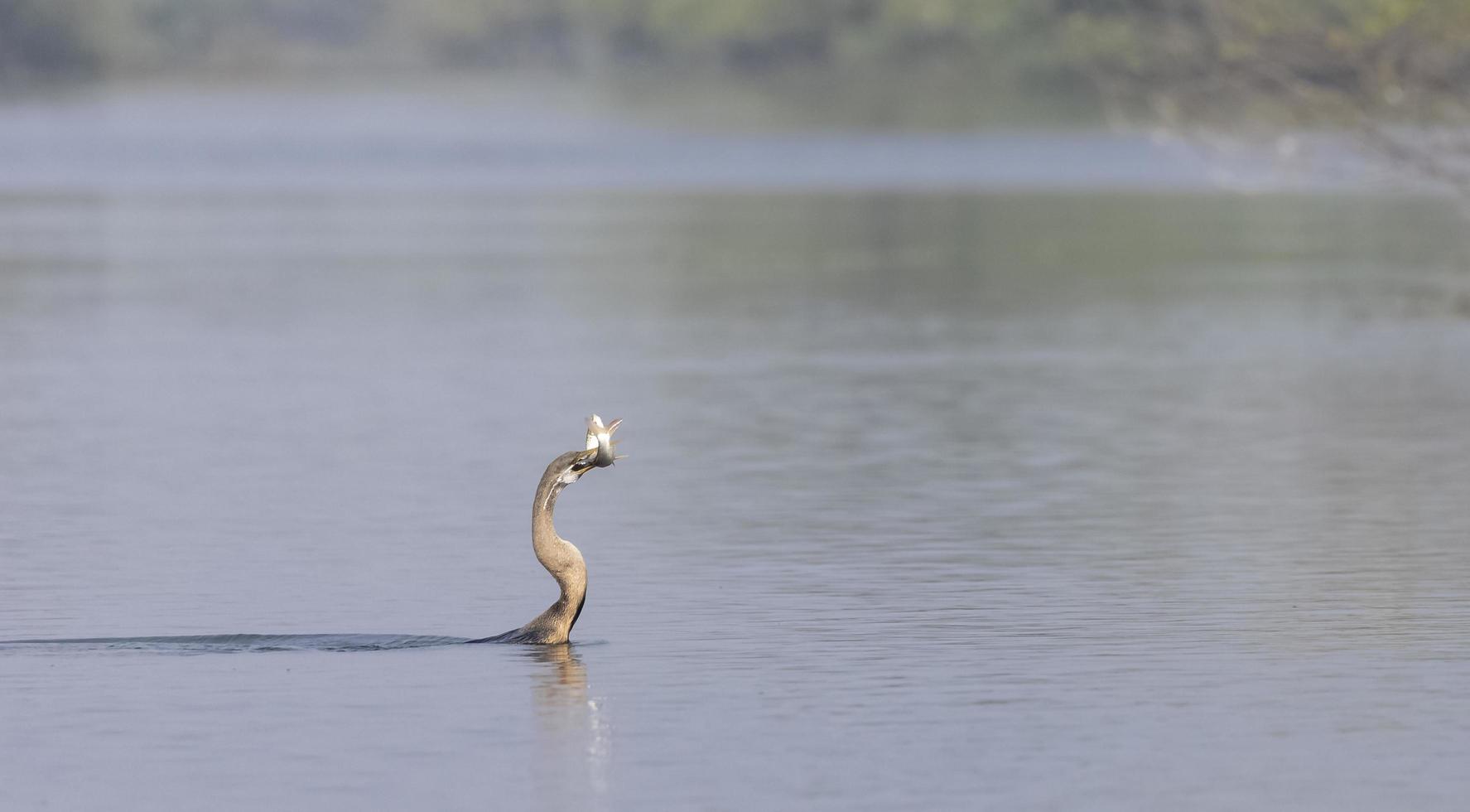 darter orientale o uccello serpente indiano che cattura pesci nel corpo idrico. foto