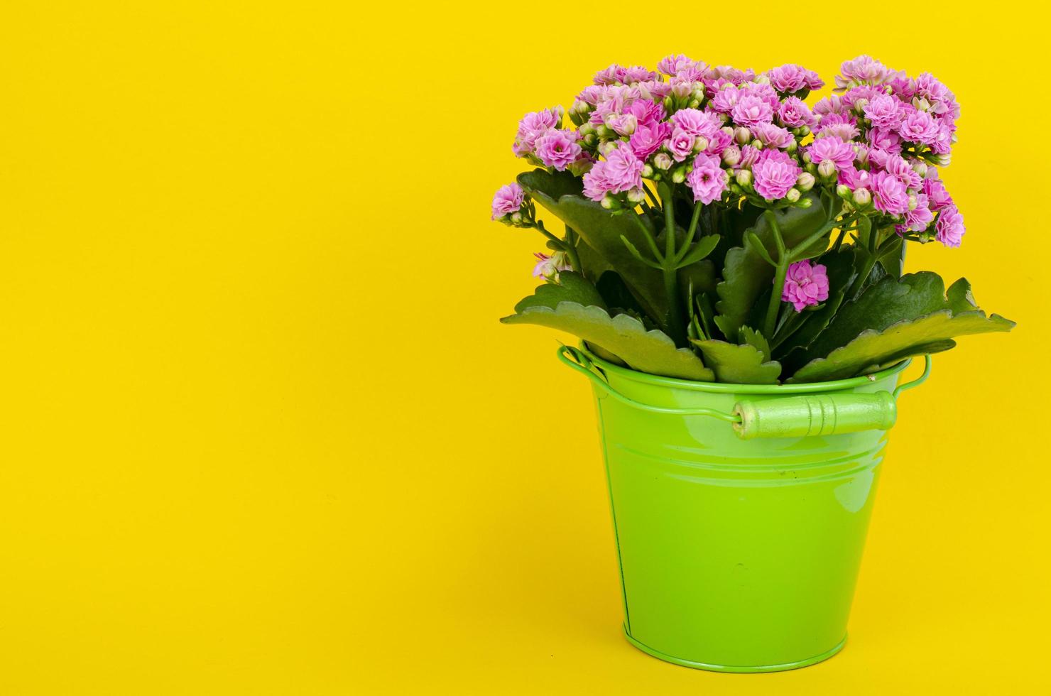 bouquet di sedum rosa in cesto decorativo. foto in studio