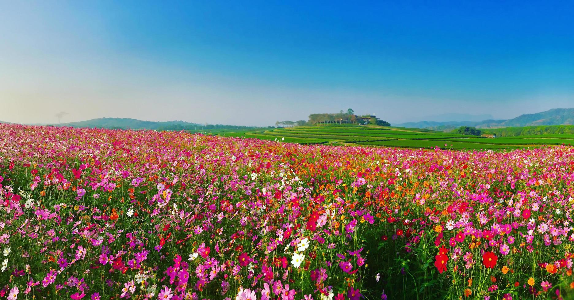 paesaggio natura sfondo del bellissimo campo di fiori cosmo foto