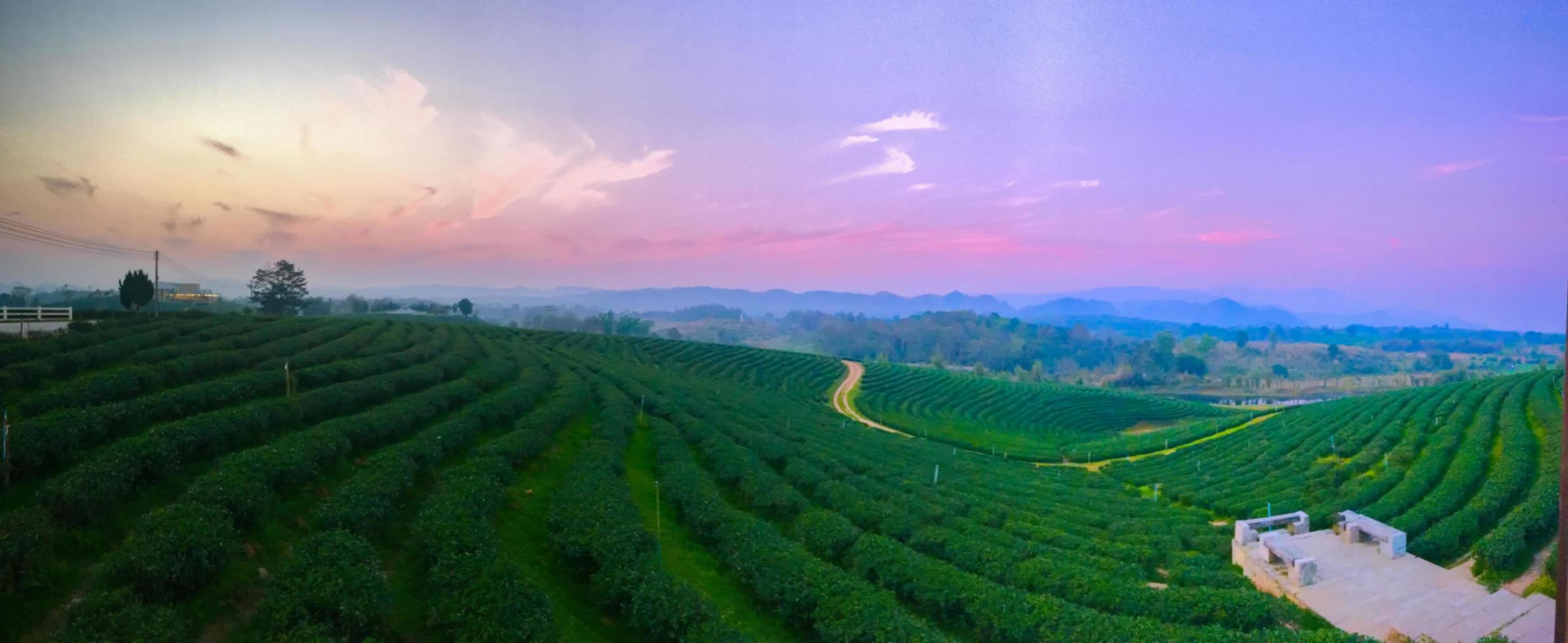 paesaggio della valle delle piantagioni di tè al tramonto. foto