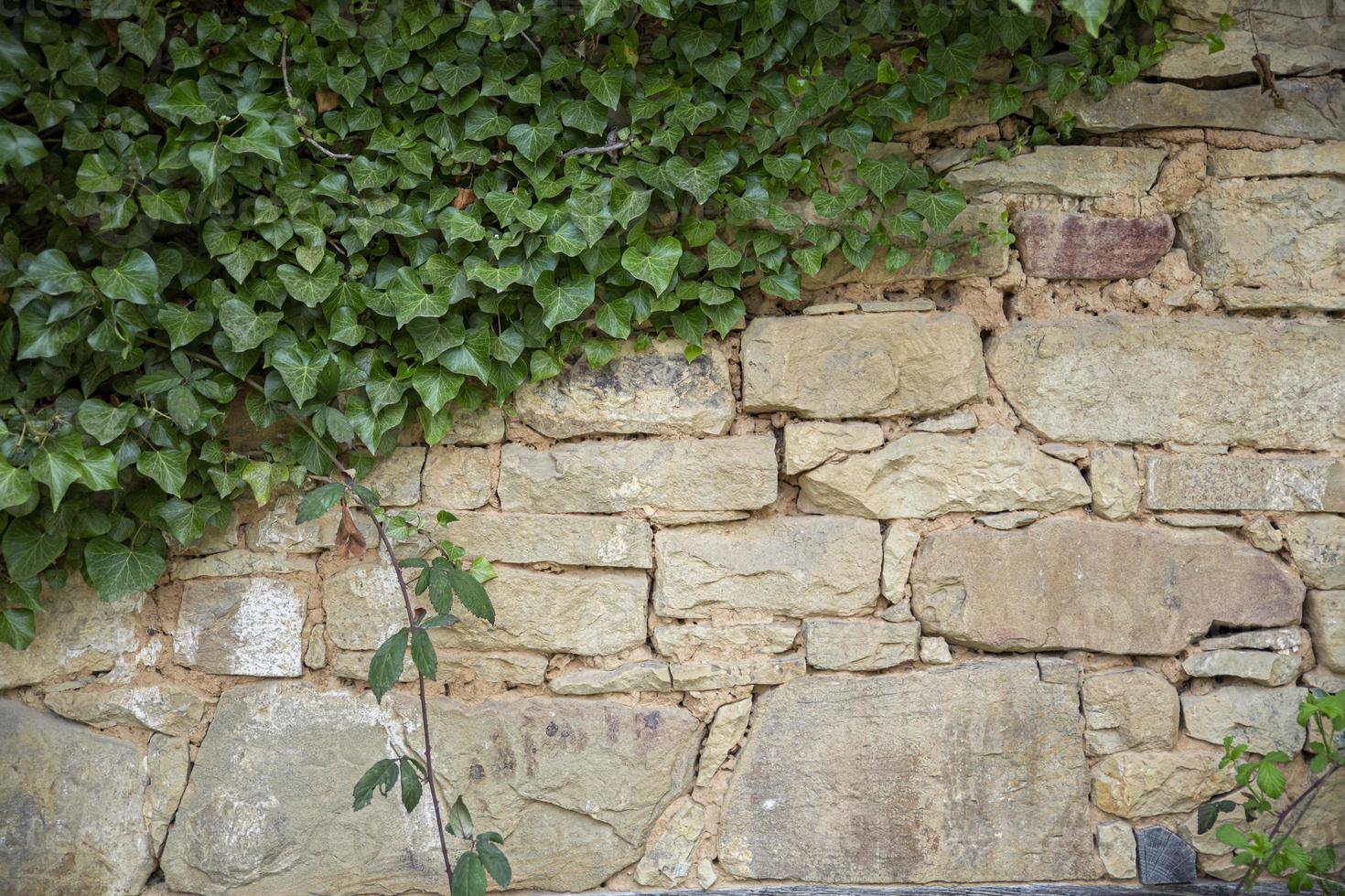 muro di pietra recinzione rustico texture di sfondo primo piano. la pianta ne copre una parte. foto