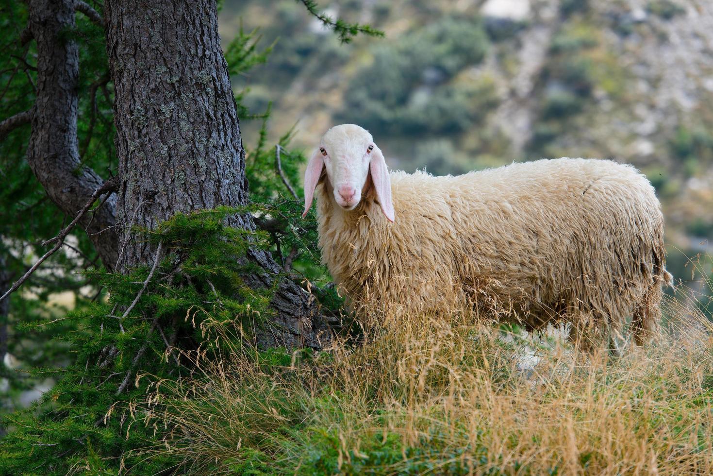 una pecora con tale lana foto