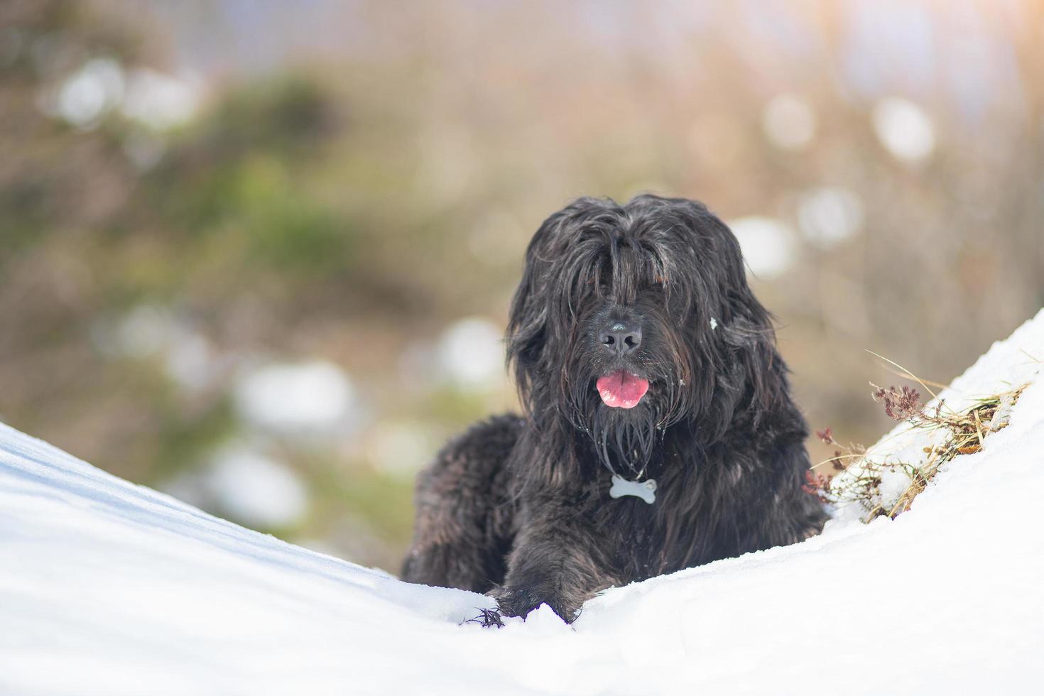 cane incrocio pastore bergamasco. nella neve in montagna foto
