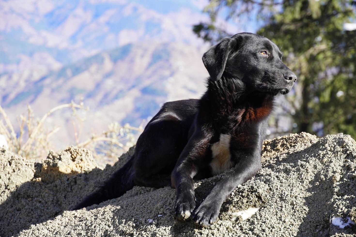 un cane in montagna bella immagine di cane nero foto