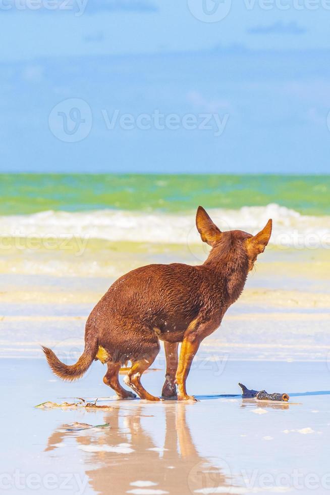 cane russo toy terrier sulla spiaggia holbox island messico. foto