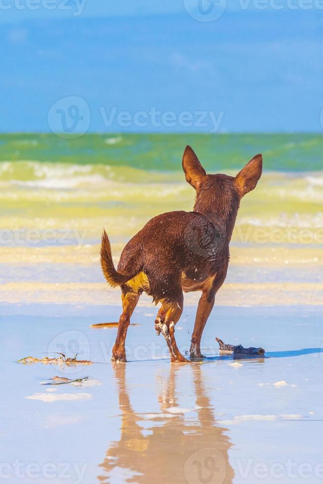 cane russo toy terrier sulla spiaggia holbox island messico. foto