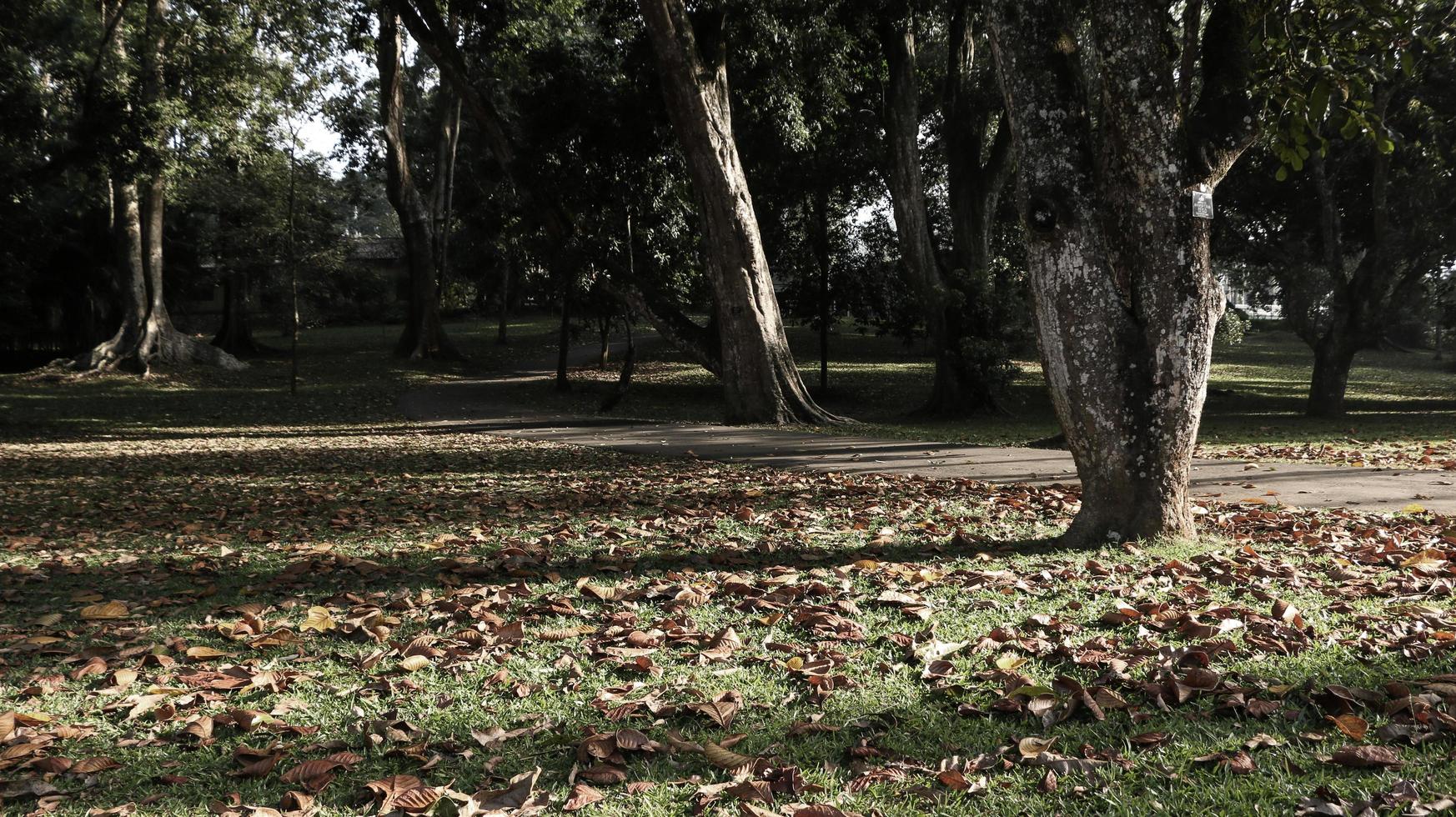 tronco d'albero e prato erboso foto