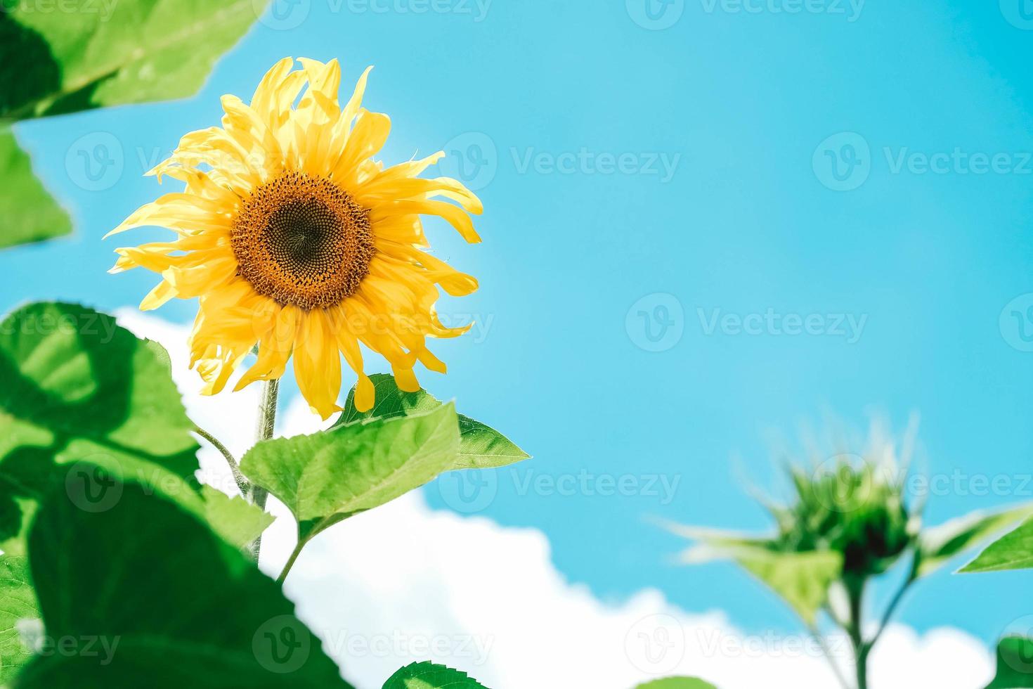 girasoli in fiore su uno sfondo blu cielo con nuvole. copia, spazio vuoto per il testo foto