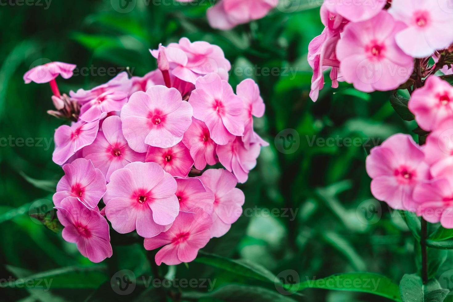 fiori di phlox rosa su uno sfondo di foglie verdi. fiori da giardino in tenui sfumature rosa. copia, spazio vuoto per il testo foto