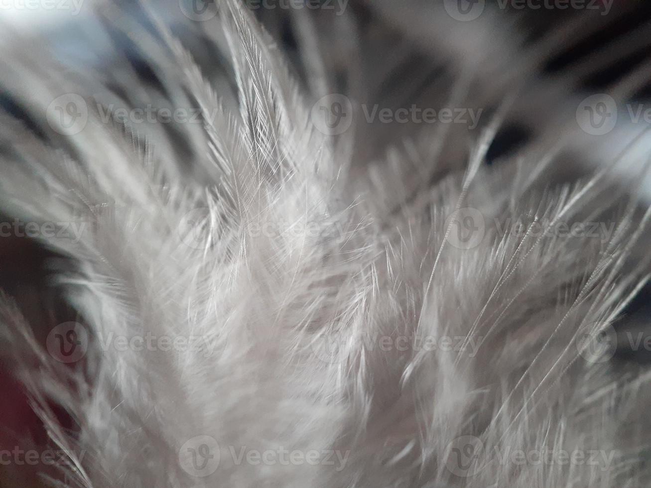 primo piano di piume di pollo con sfondo sfocato foto