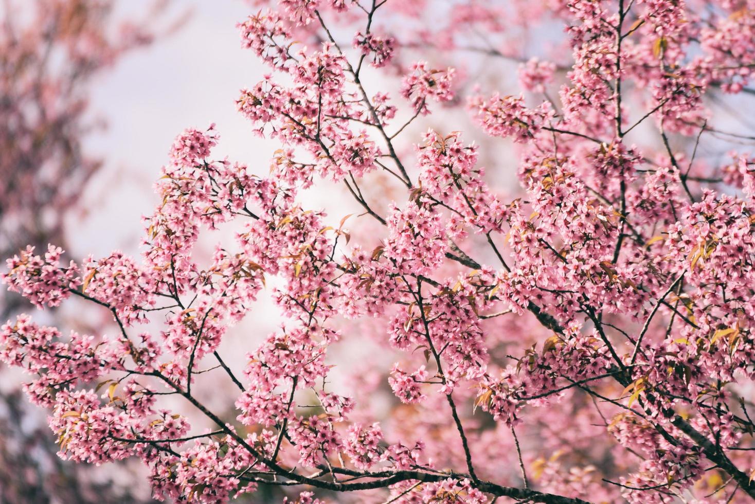 fiore di ciliegio himalayano selvatico sull'albero, bellissimo fiore rosa sakura al paesaggio invernale albero con cielo blu foto